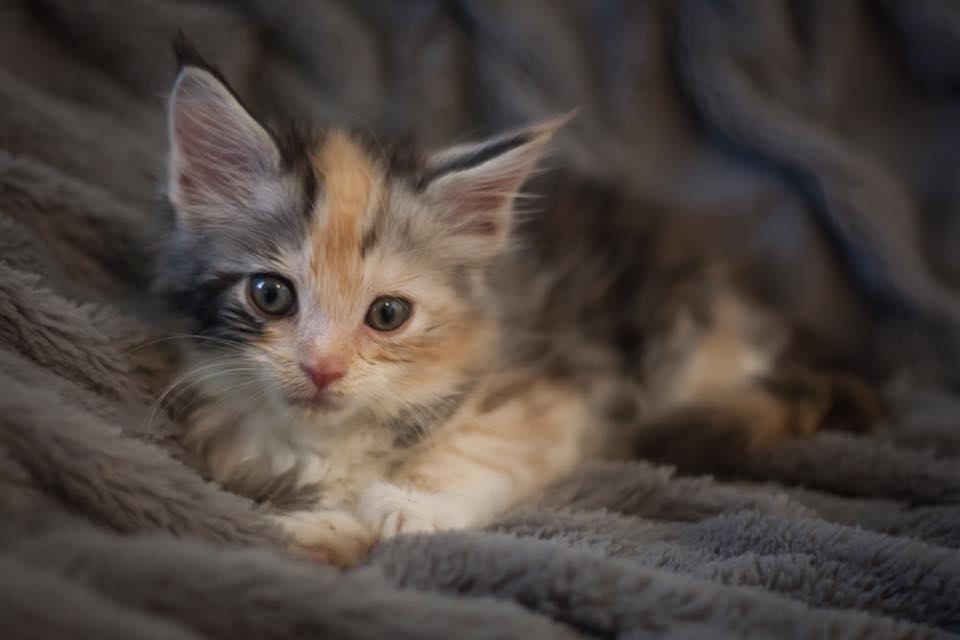11147116 866805560023126 5303164079050156714 n maine coon kittens for sale