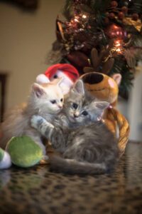 11390010 842722119098137 860423986795978543 n maine coon kittens for sale
