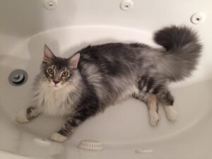 11745703 866805726689776 6736601859983731574 n maine coon kittens for sale