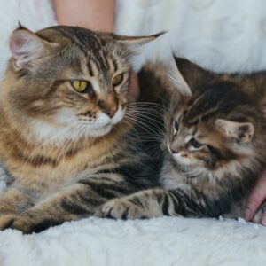 12734153 958125184224496 5989747553336069146 n maine coon kittens for sale