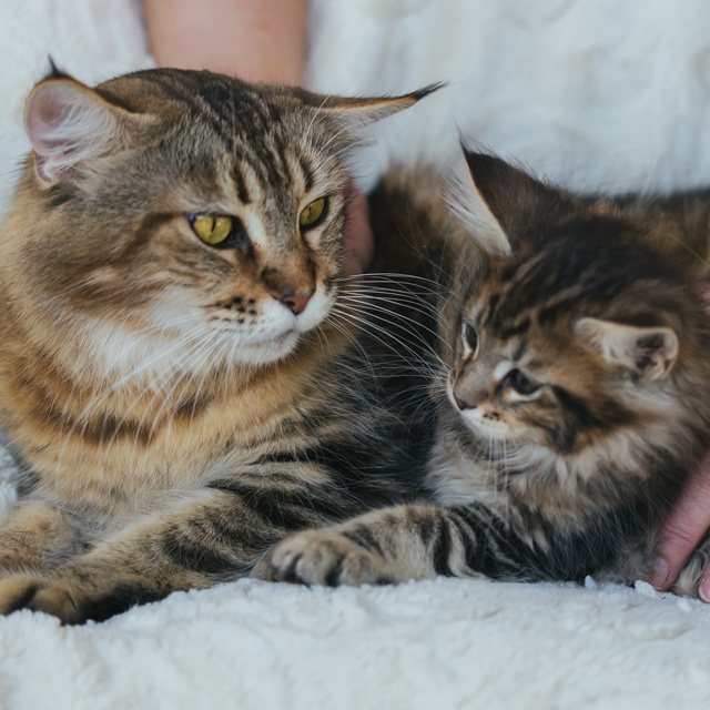 Giant Maine Coon Cats for Sale, Black Smoke Silver