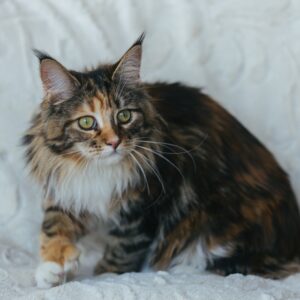 12743507 958125044224510 2987615851772207340 n maine coon kittens for sale