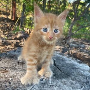 Red Poly Male Maine Coon Kitten