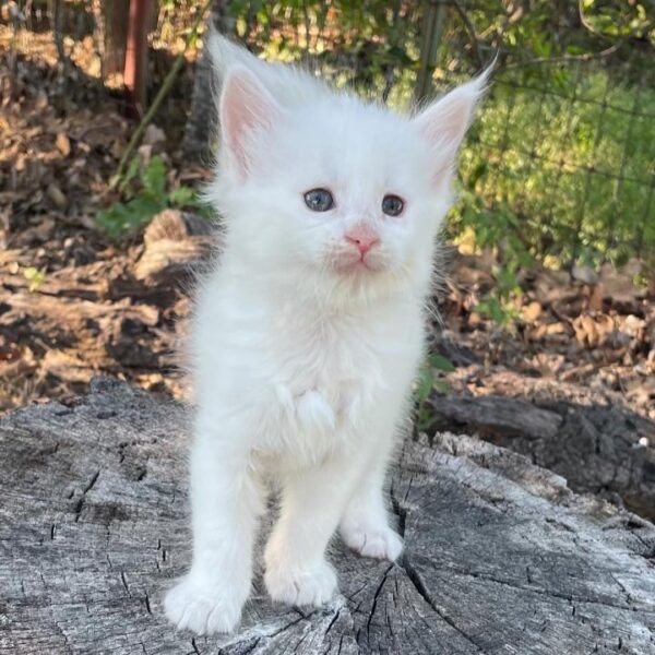 White Female Maine Coon Kitten