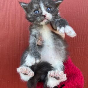 Poly Female Maine Coon Kitten