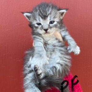 Poly Female Maine Coon Kitten
