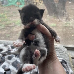 Female Maine Coon Kitten