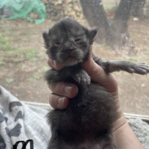 Male Maine Coon Kitten
