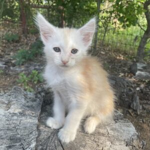 Red Silver Male Maine Coon Kitten