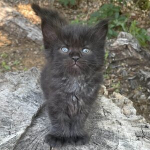 Black Poly Female Maine Coon Kitten
