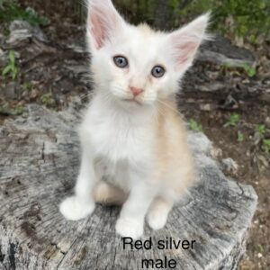 Red Silver Male Maine Coon Kitten