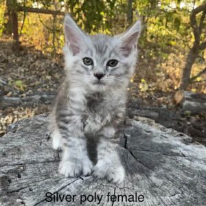 Silver Poly Female Maine Coon Kitten