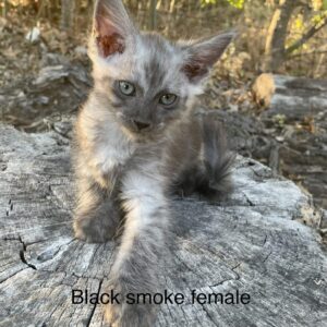 Black Smoke Female Maine Coon Kitten