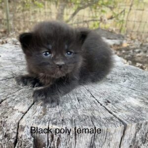 Black Poly Female Maine Coon Kitten