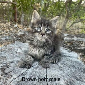 Brown Poly Male Maine Coon Kitten