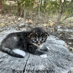 Brown and White Poly Female Maine Coon Kitten
