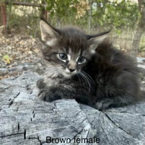 Brown Female Maine Coon Kitten