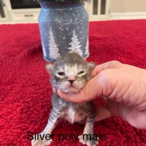 Silver Poly Male Maine Coon Kitten