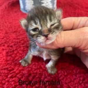 Brown Female Maine Coon Kitten