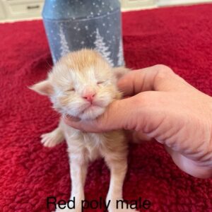 Red Poly Male Maine Coon Kitten