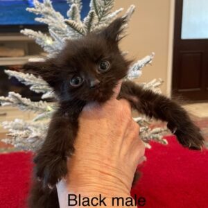 Black Male Maine Coon Kitten