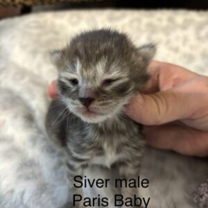 Silver Male Maine Coon Kitten - Paris