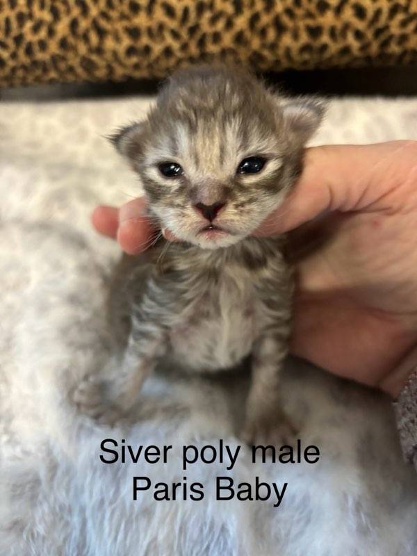 Silver Poly Male Maine Coon Kitten - Paris