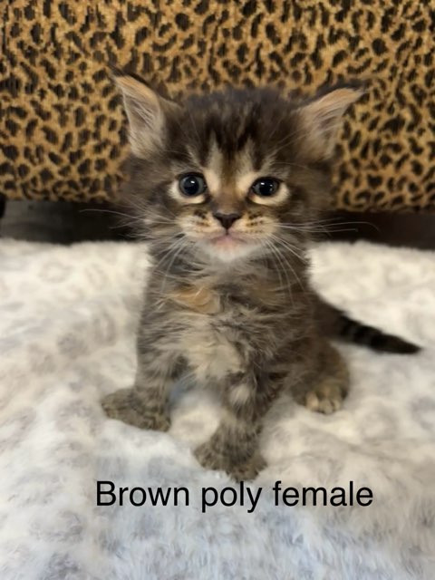 Brown Poly Female Maine Coon Kitten