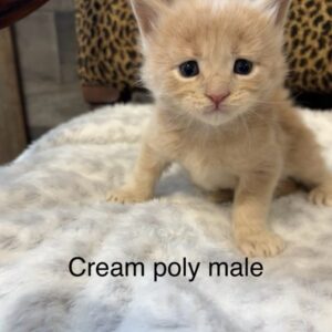 Cream Poly Male Maine Coon Kitten