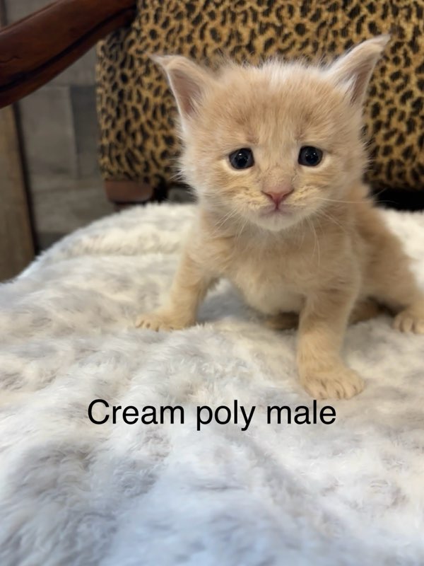 Cream Poly Male Maine Coon Kitten