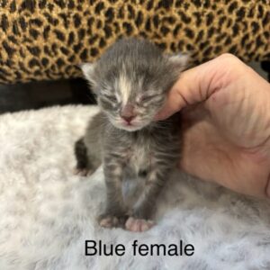 Blue Female Maine Coon Kitten