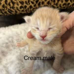 Cream Male Maine Coon Kitten