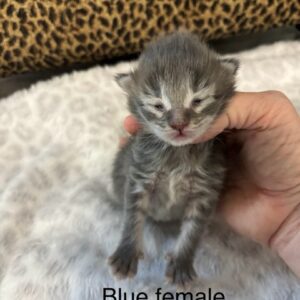 Blue Female Maine Coon Kitten
