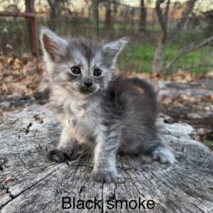 Black Smoke Female Maine Coon Kitten