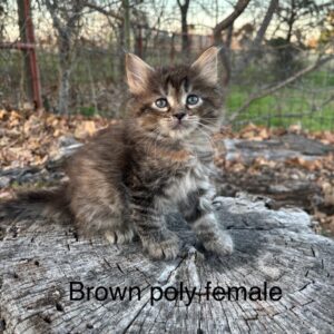 Brown Poly Female Maine Coon Kitten