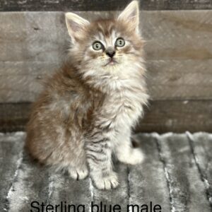 Blue male maine coon kitten