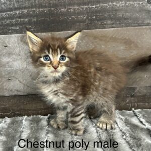Poly male maine coon kitten