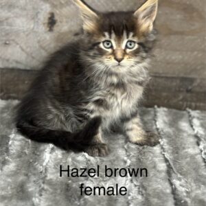 Brown female maine coon kitten
