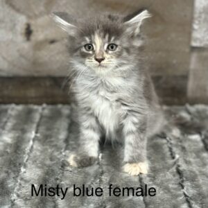 Blue female maine coon kitten