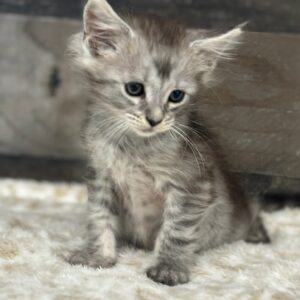 Silver Male Maine Coon Kitten