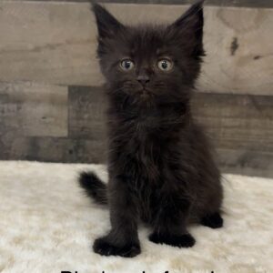 Black Poly Female Maine Coon Kitten