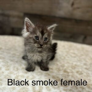 Black Smoke Female Maine Coon Kitten