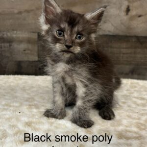 black smoke poly female maine coon kitten