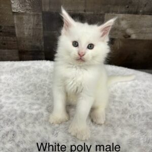 White Poly Male Maine Coon Kitten