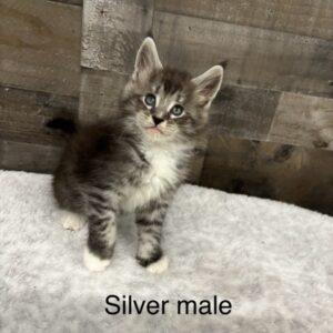 Silver Male Maine Coon Kitten