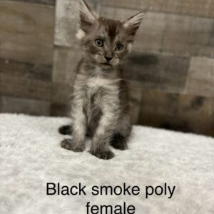 Black Smoke Poly Female Maine Coon Kitten