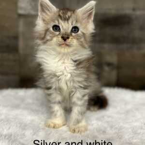 Silver and White Male Maine Coon Kitten