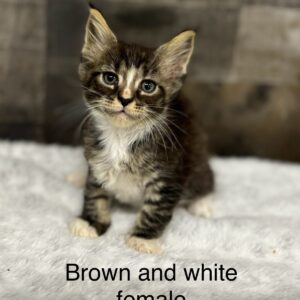Brown and White Female Maine Coon Kitten