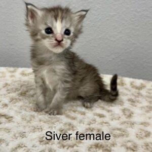 Silver Female Maine Coon Kitten