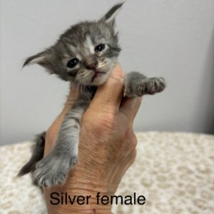 Silver Female Maine Coon Kitten